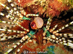 Tulamben, Bali-Indonesia by Edwin Satriadi 